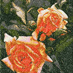 розы1